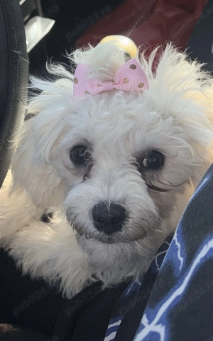 Vând Bichon maltez în varsta de 5 luni - imagine 3