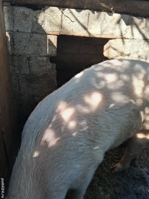 porc de vânzare 