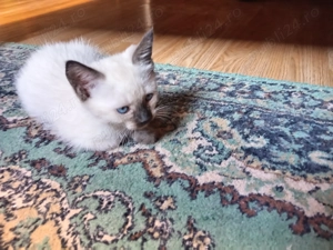 Pisicuți birmanezi - imagine 2