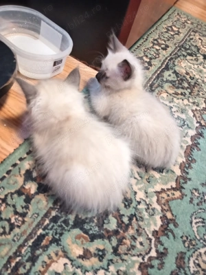 Pisicuți birmanezi - imagine 3