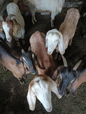 De vânzare 7 capre și un țap  - imagine 3