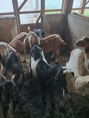 De vânzare 7 capre și un țap  - imagine 4