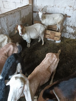 De vânzare 7 capre și un țap  - imagine 2