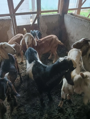 De vânzare 7 capre și un țap  - imagine 5