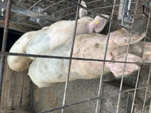 Vând porci de 120-150 kg 