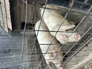 Vând porci de 120-150 kg  - imagine 2