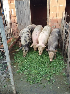 Porci de vanzare - imagine 2