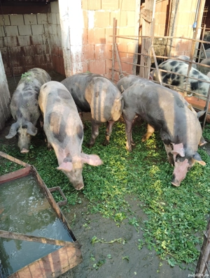Porci de vanzare - imagine 3
