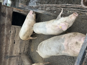 Vând porci de 120-150 kg  - imagine 3