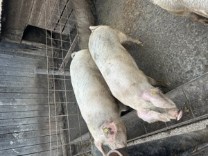 Vând porci de 120-150 kg  - imagine 4