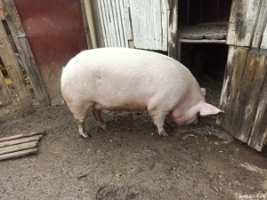 Vand porci de carne - imagine 3