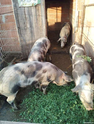 Porci de vanzare - imagine 5
