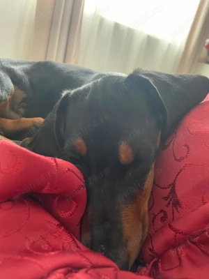 Teckel pui de vânzare  - imagine 4