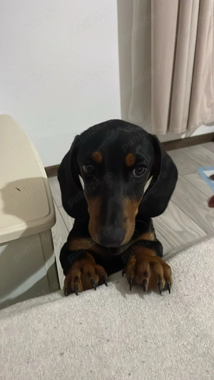 Teckel pui de vânzare  - imagine 3