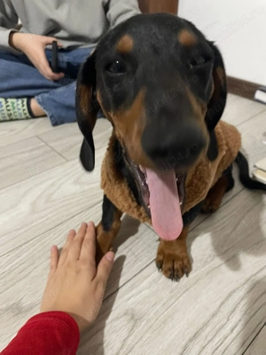 Teckel pui de vânzare  - imagine 2