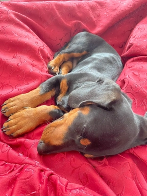 Teckel pui de vânzare  - imagine 5