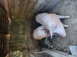 Porci de vanzare