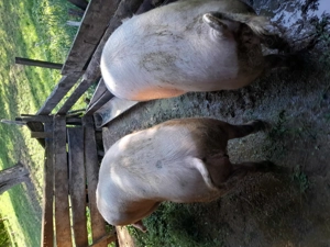 Vand porci pentru sacrificat 