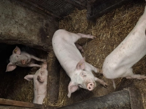 Vând porci, 25-30 kg 