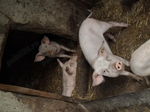 Vând porci, 25-30 kg  - imagine 3 Vând porci, 25-30 kg  - imagine 3