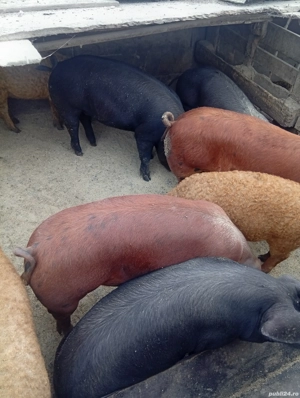 porci de vanzare pentru sărbători 