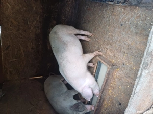 Porci de vanzare - imagine 3