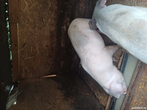 Porci de vanzare - imagine 5