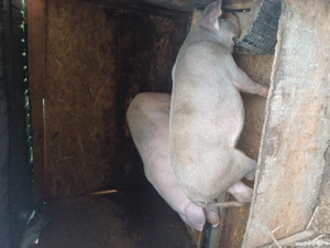 Porci de vanzare - imagine 2