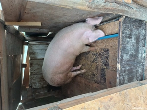 Porci de vanzare - imagine 4