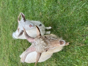 Vând berbeci și capre 