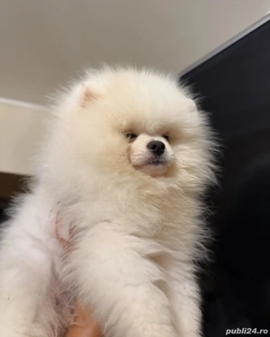 băiețel Pomeranian de 4 lunițe și jumate