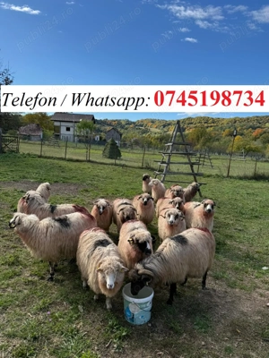 OI tinere la al 2 -lea sau   si al 3-lea miel.  