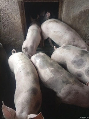 porci de vanzare pentru sărbători  - imagine 4