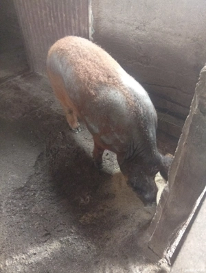 vier mangaliță rasa pură  - imagine 2