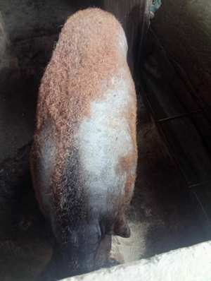 vier mangaliță rasa pură 