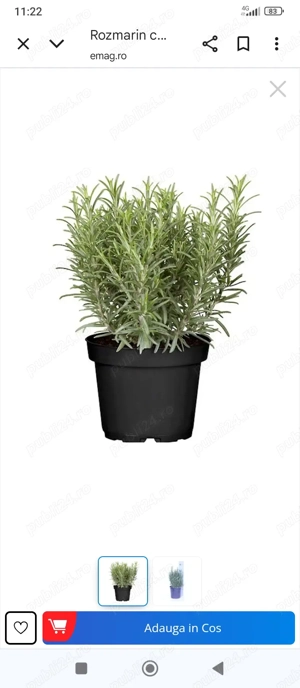 Lavandă la ghiveci,și rozmarin - imagine 3