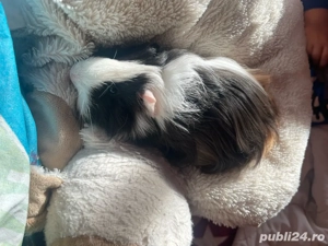 Vand porcusori de guineea 