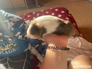 Vand porcusori de guineea  - imagine 2