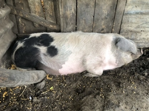 De vanzare porc de taiat in Valea Larga