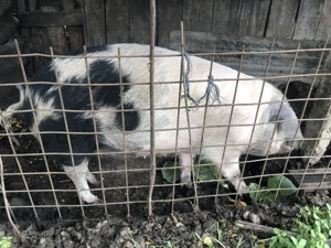 De vanzare porc de taiat in Valea Larga - imagine 3