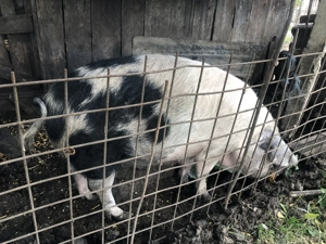 De vanzare porc de taiat in Valea Larga - imagine 2