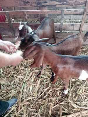 Ieduțe de vanzare angro nubian - imagine 2 Ieduțe de vanzare angro nubian - imagine 2