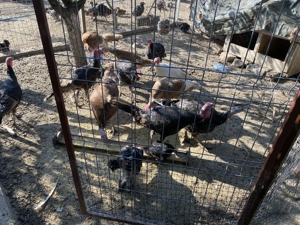 Curci de casă crescute natural - imagine 2