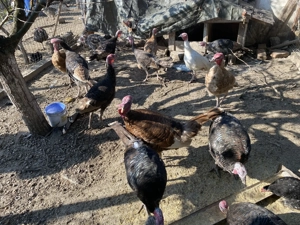 Curci de casă crescute natural - imagine 3