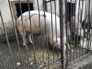 Porci de vanzare in Valea Larga, Mures - imagine 3