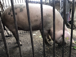 Porci de vanzare in Valea Larga, Mures - imagine 2