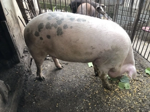Porci de vanzare in Valea Larga, Mures