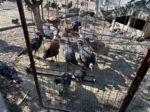 Curci de casă crescute natural - imagine 4