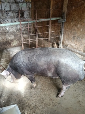 Vier pietrean 11luni in jur la vei 140 kg