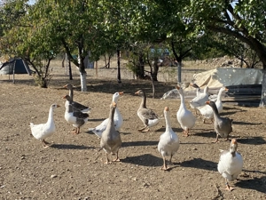 Gâște de casă crescute natural  - imagine 3